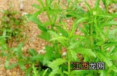 北美独行菜子房横切图 北美独行菜