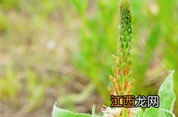 小花山桃草 山桃草图片