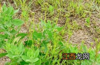 小花山桃草 山桃草图片