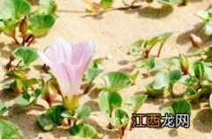 肾叶打碗花图片 肾叶打碗花