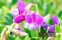 海滨山黧豆 海滨山黧豆长什么样