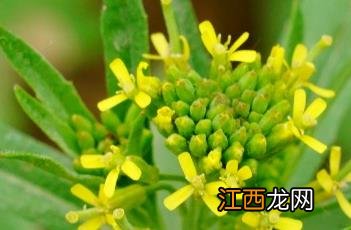 小花糖芥图片 小花糖芥