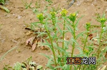 小花糖芥图片 小花糖芥