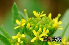 小花糖芥图片 小花糖芥