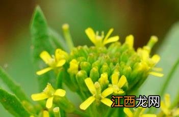 小花糖芥图片 小花糖芥