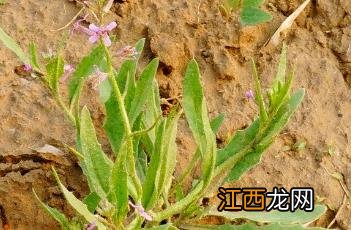 离子芥 离子芥的药用价值