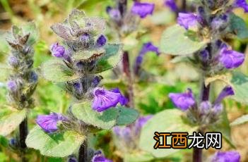 多花筋骨草报价 多花筋骨草