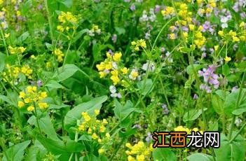 油菜种植的田间管理 油菜种植的田间管理要点