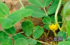 春花生与秋花生哪个产量高 秋花生如何高产