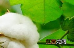 棉花花铃期的管理方法 棉花花铃期管理措施