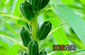 芝麻需要什么肥料 芝麻施肥要点