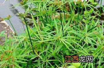 风车草的养殖方法和注意事项 风车草