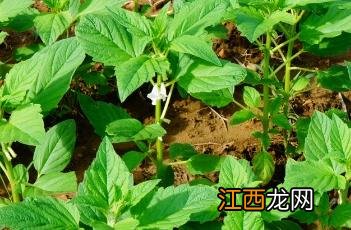 芝麻种植出苗期管理技术 芝麻苗期管理要点