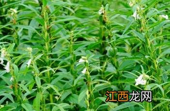 芝麻种植技术芝麻种植的密度如何确定? 芝麻种植技术