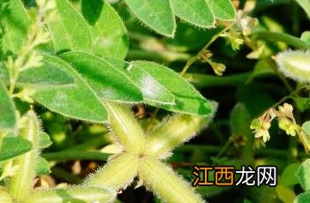 米口袋 米口袋草