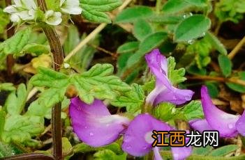 米口袋 米口袋草