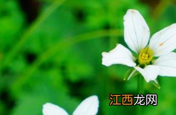 细叉梅花草 疏花叉花草