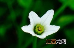 细叉梅花草 疏花叉花草