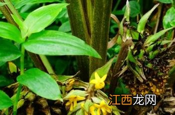 大叶仙茅 大叶仙茅怎么食用