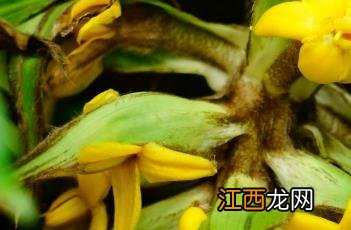 大叶仙茅 大叶仙茅怎么食用