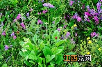 蓝花棘豆功效 蓝花棘豆