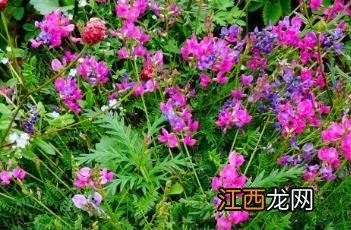 蓝花棘豆功效 蓝花棘豆