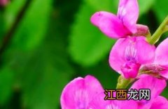 蓝花棘豆功效 蓝花棘豆