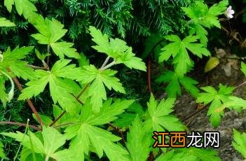 鼠掌老鹳草 鼠掌老鹳草的药用价值