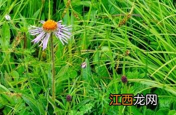 狭苞紫菀 狭苞紫菀怎么读