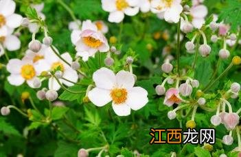 野棉花根 野棉花