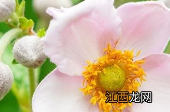 野棉花根 野棉花