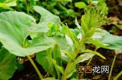 蜂斗菜花图片 蜂斗菜