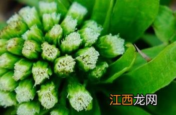 蜂斗菜花图片 蜂斗菜