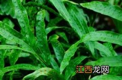 阔鳞瘤蕨的别名 阔鳞瘤蕨