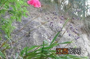 山菅 山菅有毒吗