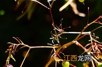 山菅 山菅有毒吗