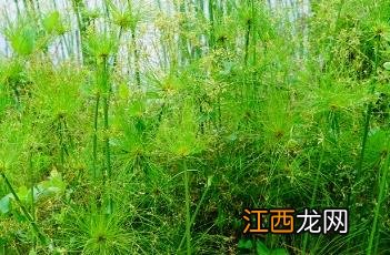 纸莎草图片 纸莎草