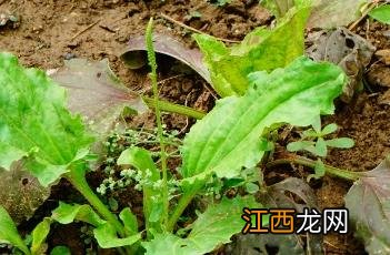 大车前草 大车前