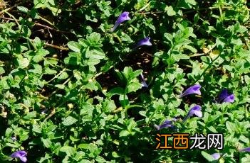 沙滩黄芩 沙滩黄芩入药部位