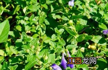 沙滩黄芩 沙滩黄芩入药部位