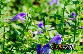 沙滩黄芩 沙滩黄芩入药部位