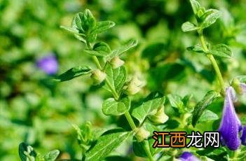 沙滩黄芩 沙滩黄芩入药部位