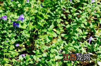 沙滩黄芩 沙滩黄芩入药部位