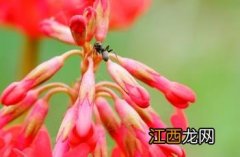 胭脂花 胭脂花代表什么意思?花的寓意?