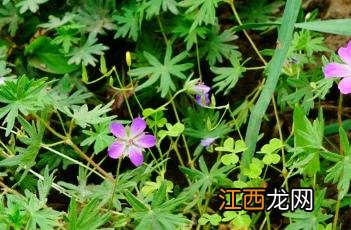 甘青老鹳草和酢浆草 甘青老鹳草