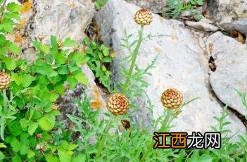 漏芦图片 漏芦