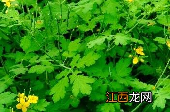 白屈菜的功效与作用及禁忌症 白屈菜