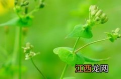 抱茎小苦荬花程式 抱茎小苦荬