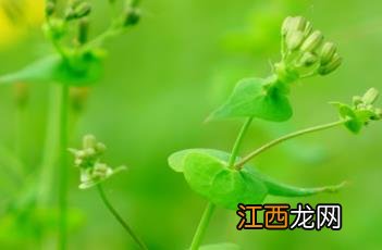 抱茎小苦荬花程式 抱茎小苦荬