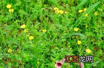 抱茎小苦荬花程式 抱茎小苦荬